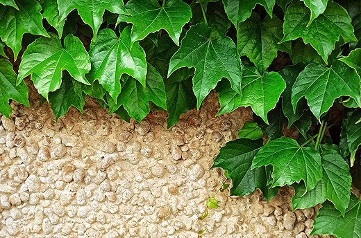 Le mur végétal au bureau - Luxembourg OPHRYS ®